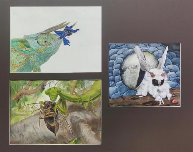 博物插画.jpg 博物插画.jpg